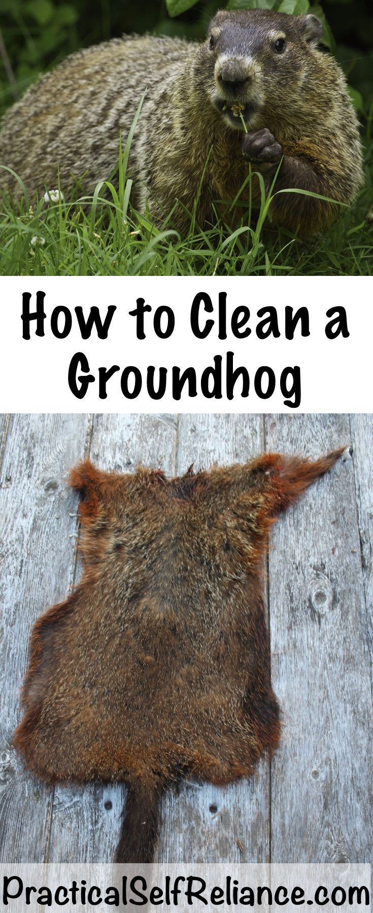 How to Clean a Groundhog #groundhog #woodchuck #wildgame #hunting #survivalist #prepper #homesteading #butchering #selfreliant #selfsufficiency