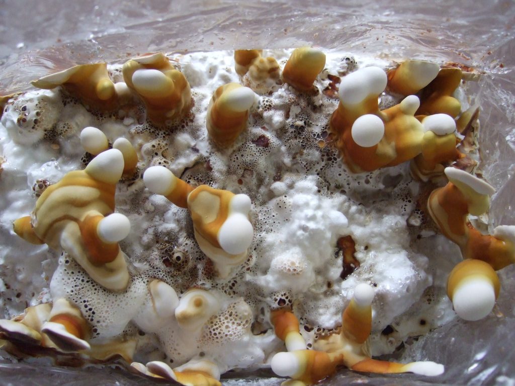 Immature Cultivated Reishi Ganoderma Lucidum