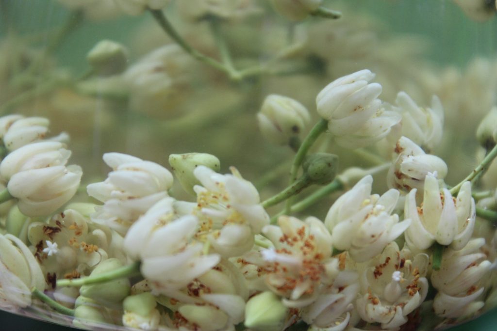 Linden Flowers for Tea