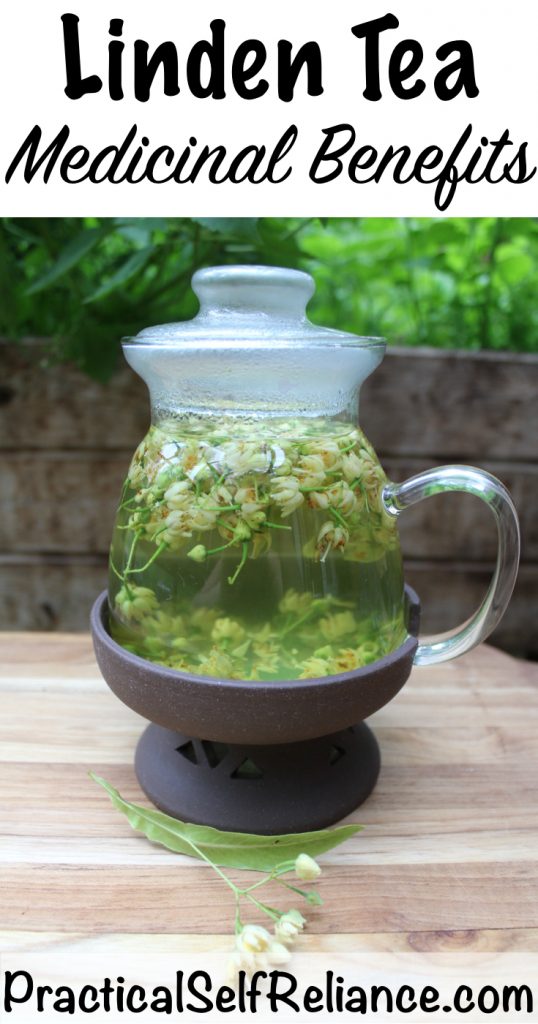Linden Tea Medicinal Benefits — Practical Self Reliance