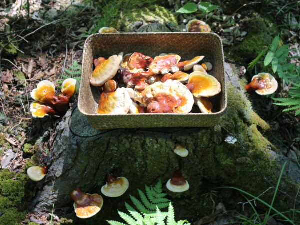 Basket full of freshly harvested reishi mushrooms