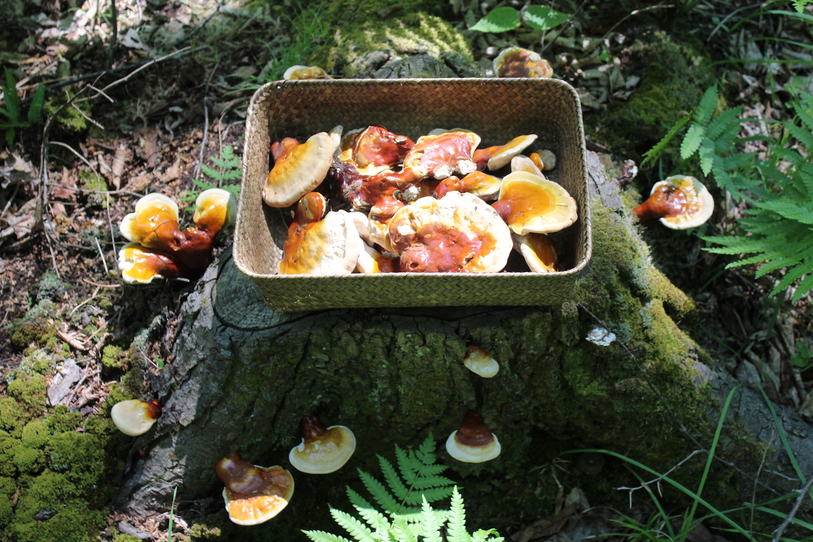 Basket full of freshly harvested reishi mushrooms