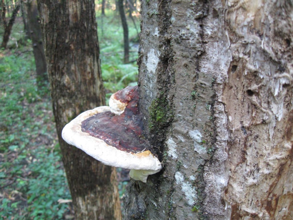 Red Belted Conk
