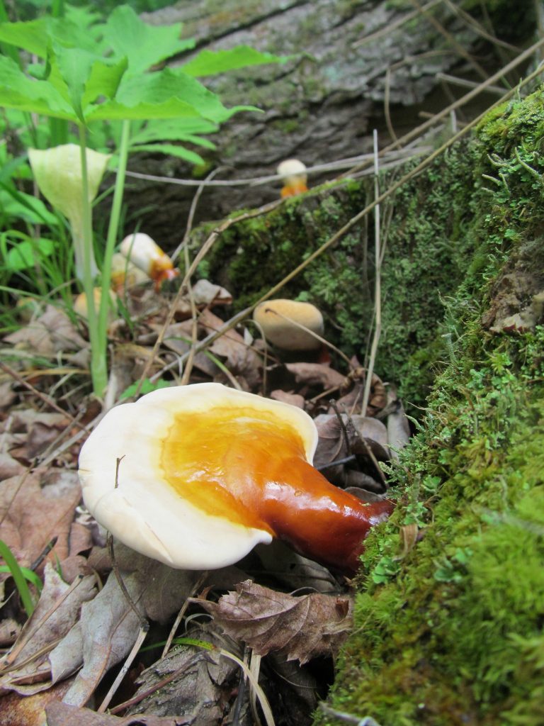 Reishi on Hemlock Stump