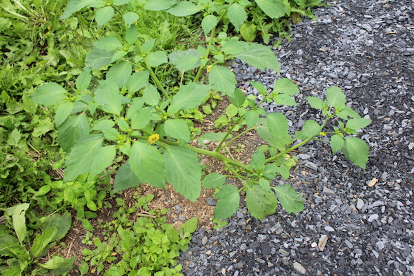 A volunteer tomatillo plant growing along side a gravel driveway, in a patch of grass and weeds.