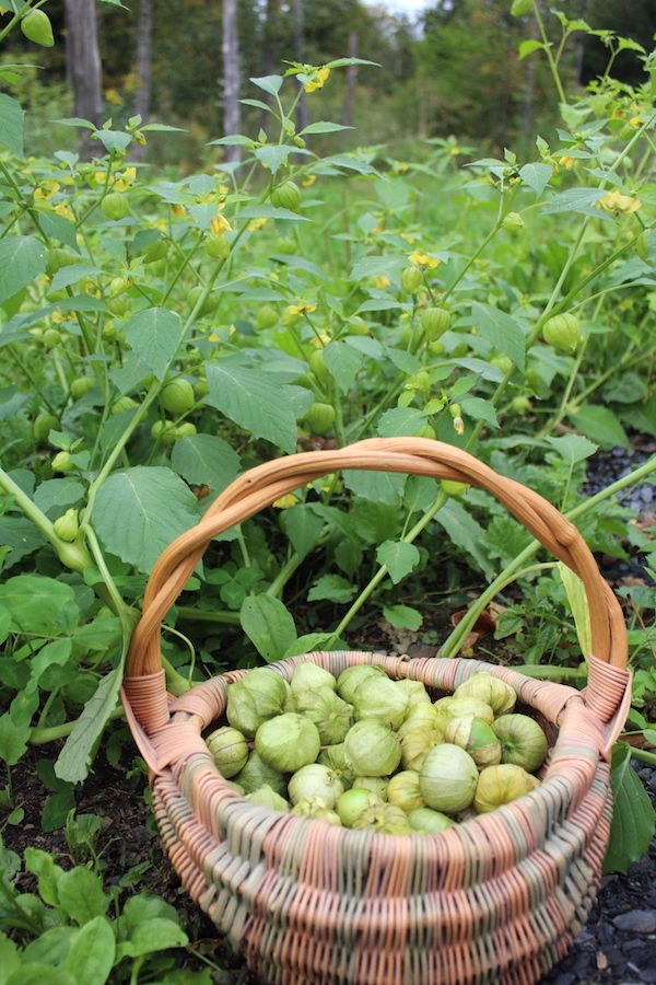 Harvesting tomatillos for salsa verde from volunteer plants growing at the edge of the woods.