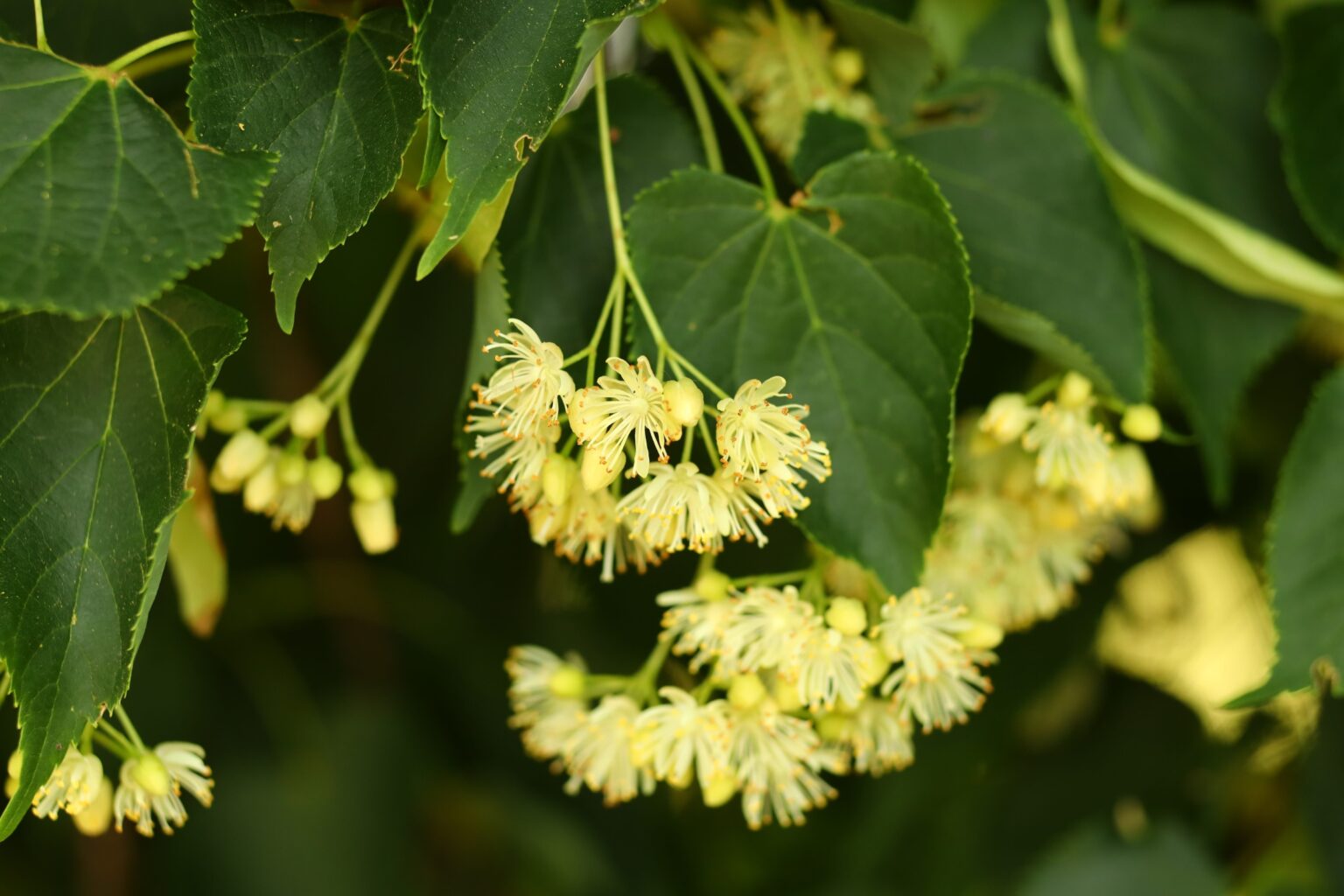 Wild Linden Flowers