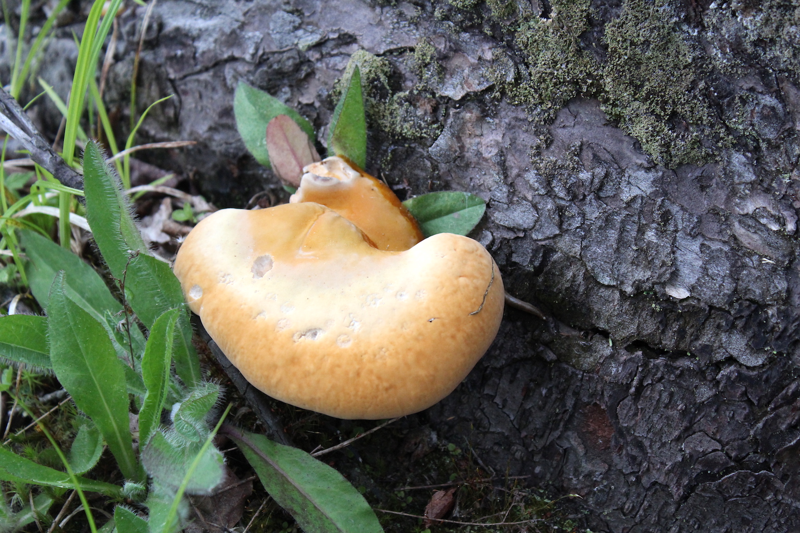 Young Reishi Growth