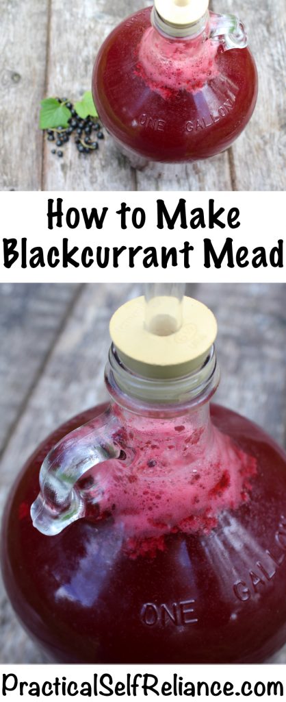 How to Make Blackcurrant Mead #blackcurrant #currant #currantrecipes #berryrecipes #mead #meadrecipe #homebrew #honeywine #fermentation #fermenteddrinks