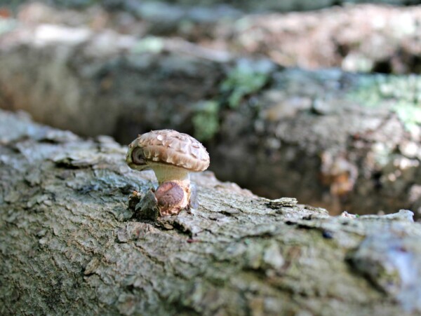 Shiitake Mushroom on Maple Log