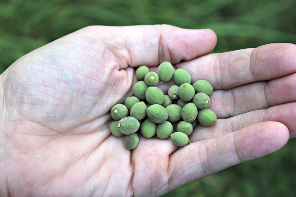 Can you make chocolate from Linden seeds? ~ My Wild Foraged Chocolate Attempt
