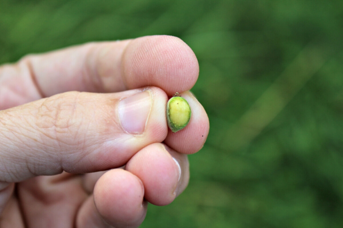 Can you make chocolate from Linden seeds? ~ My Wild Foraged Chocolate Attempt