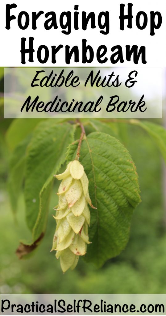 Foraging Hop Hornbeam #foraging #wildfood #forage #selfsufficiency #wildcrafting #wildedibles #hornbeam