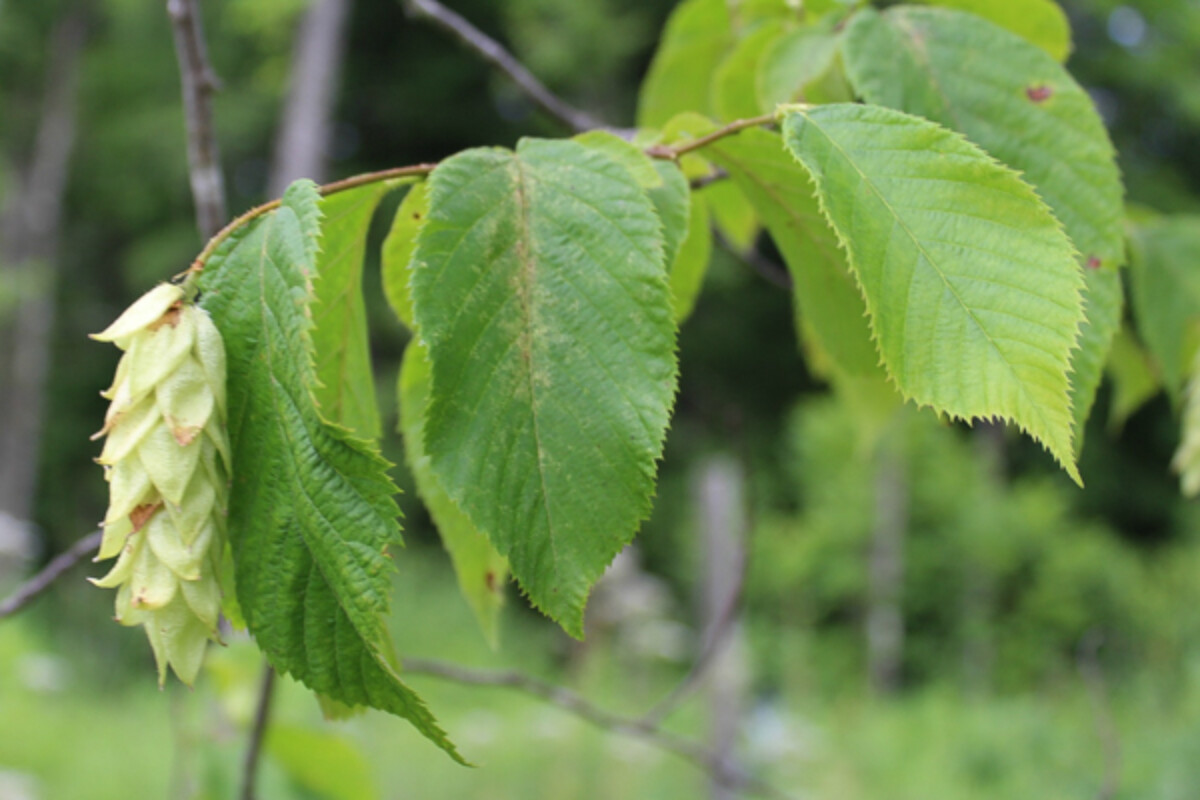 Foraging Hop Hornbeam