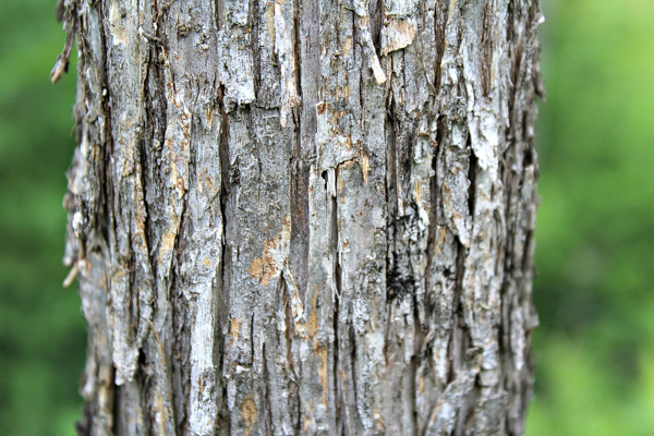 Foraging Hop Hornbeam - Edible nuts and medicinal bark