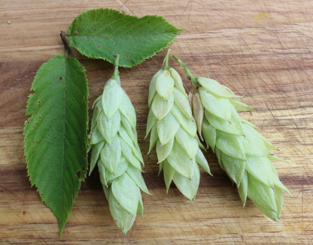 Foraging Hop Hornbeam