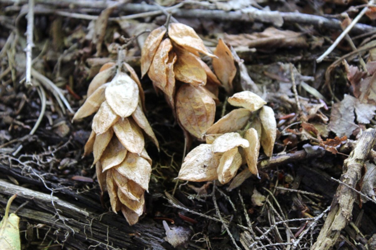 Dry Hop Hornbeam Seed Pods in the Fall