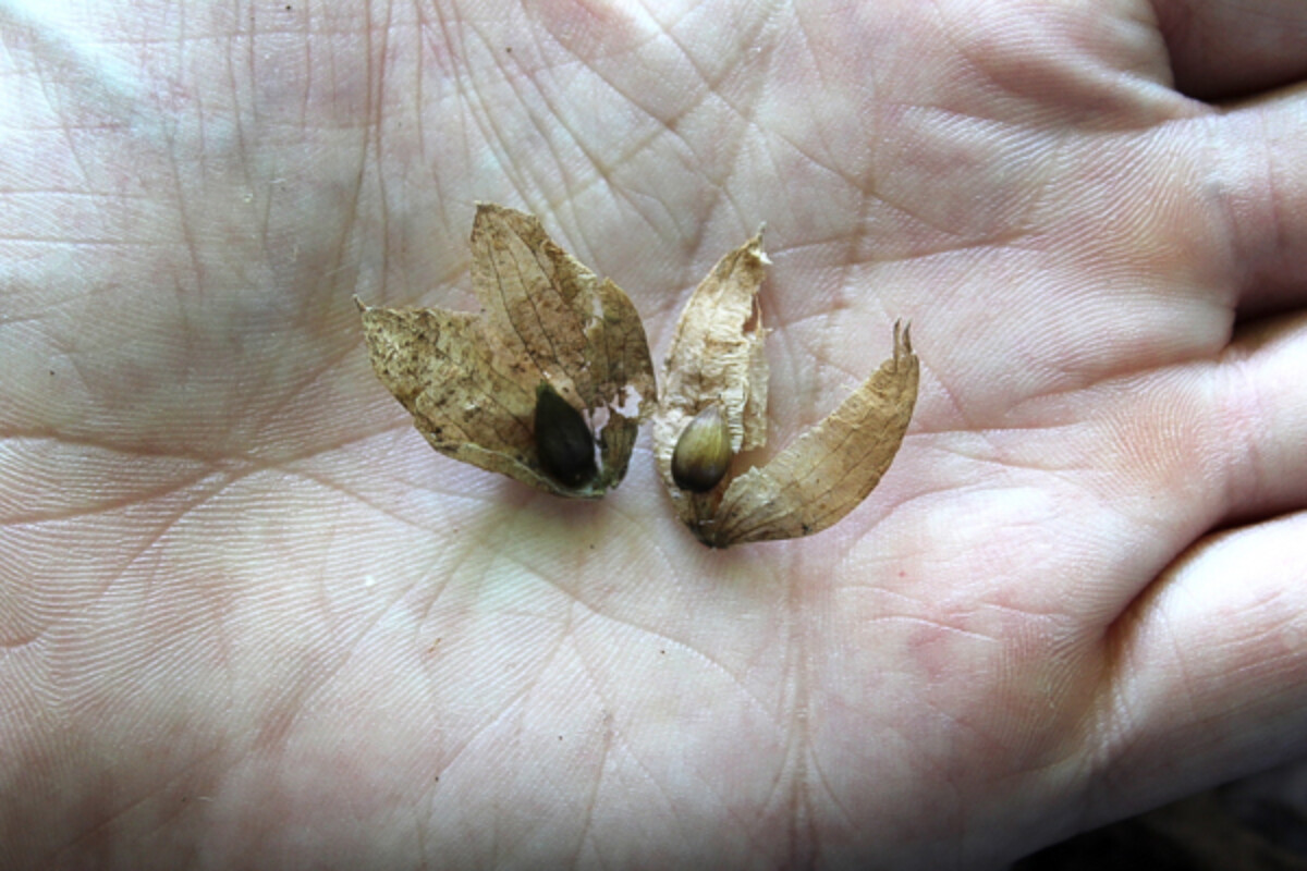 Edible Hornbeam Seeds in Paper Husks