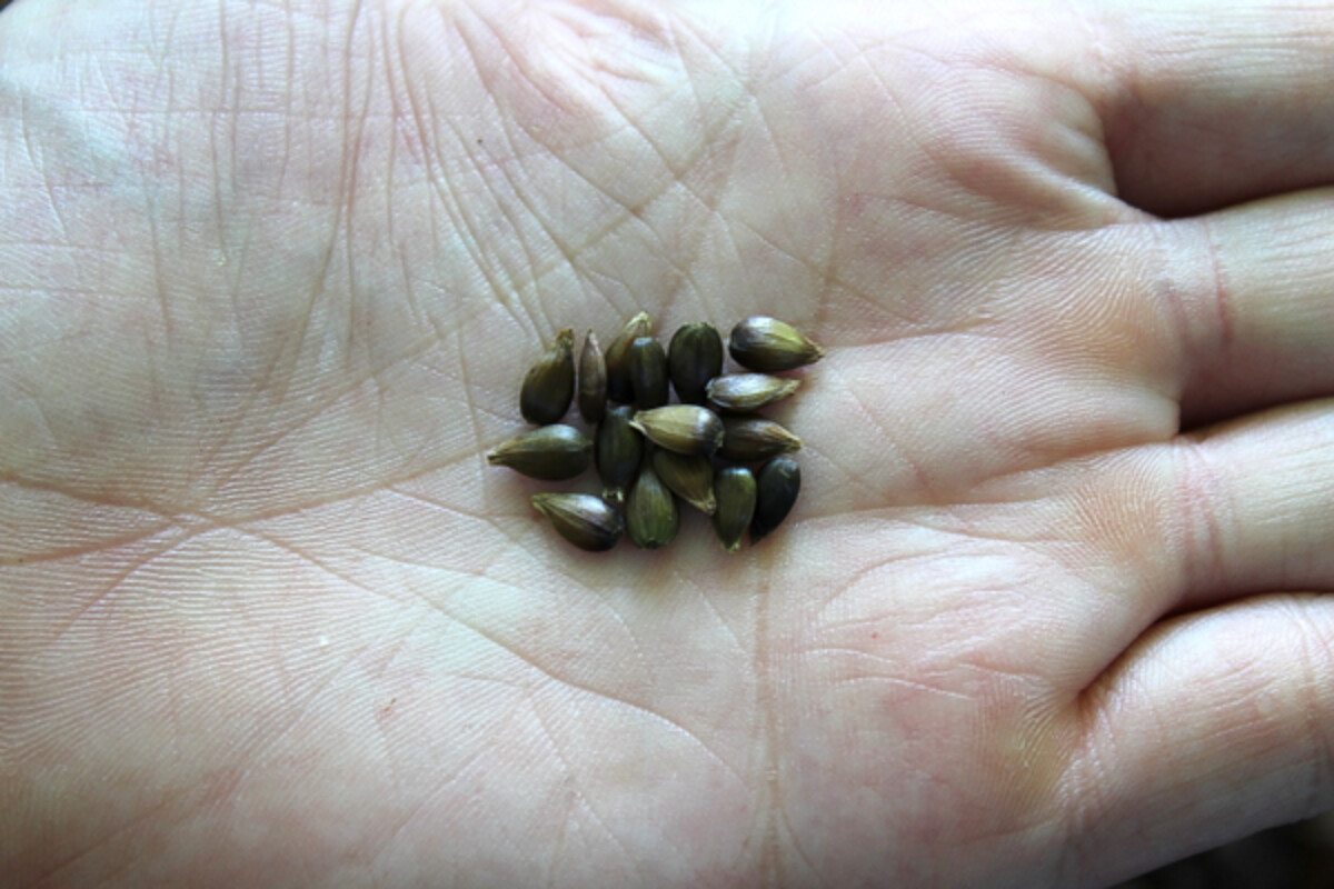 Edible Hop Hornbeam Seeds ready for roasting or fresh eating