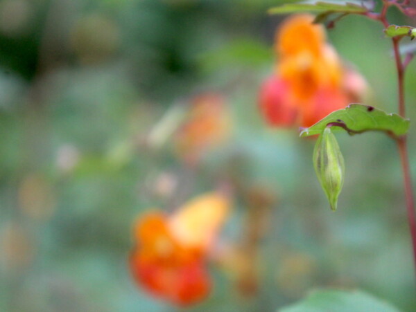 Jewelweed Seed Pod on Plant