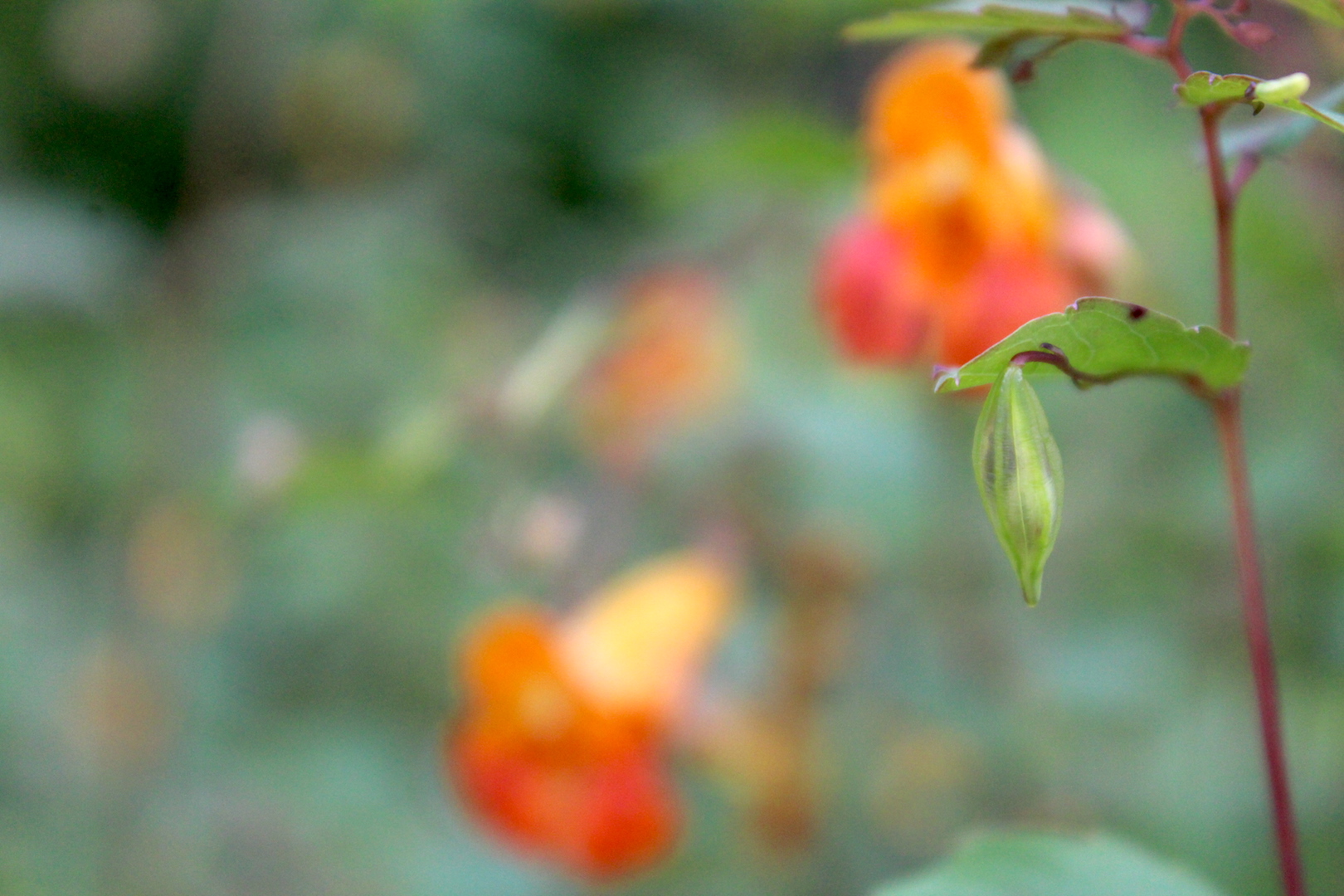 Jewelweed Seed Pod on Plant