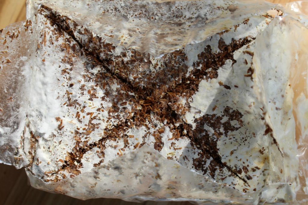 Oyster Mushroom Kit