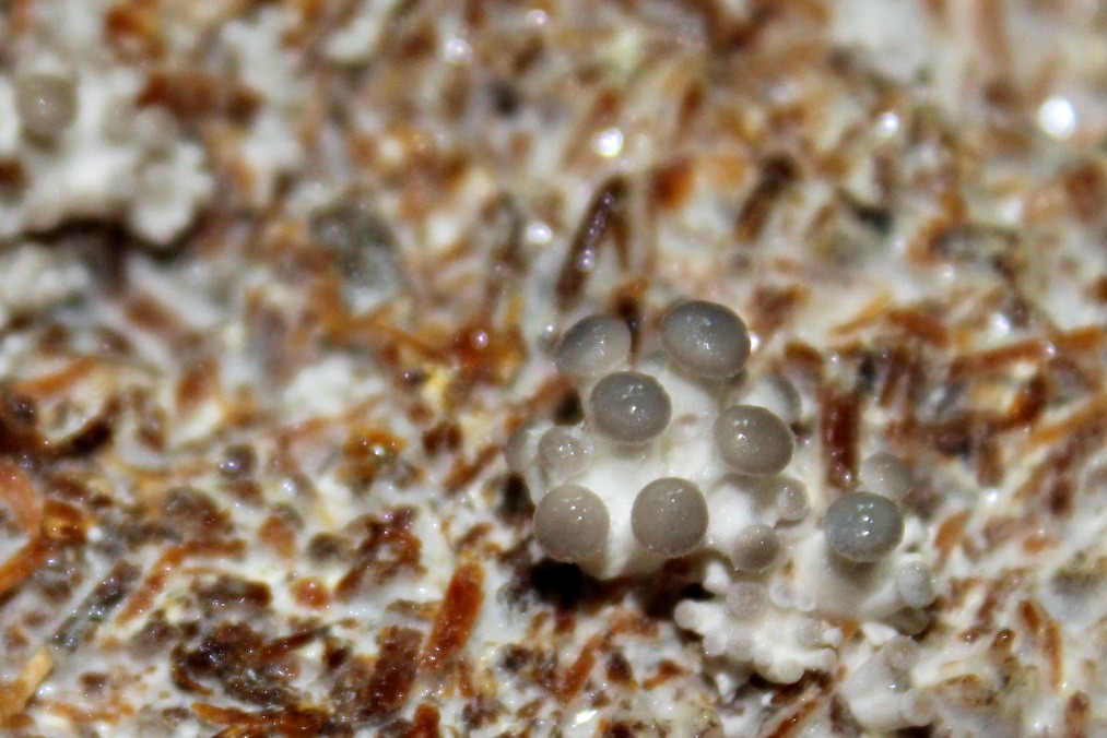 Oyster Mushroom Primordia