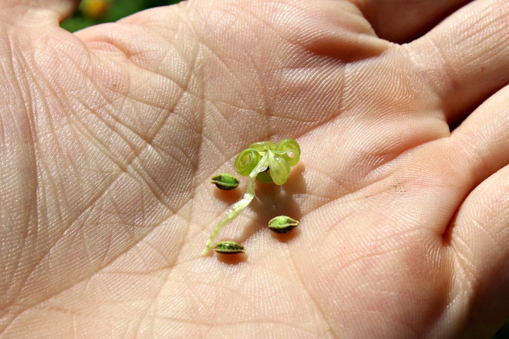 Popped Jewelweed Seed Pod