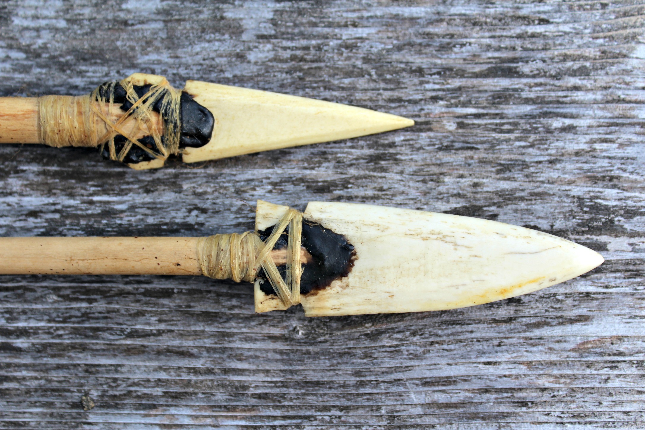 Two homemade Bone primitive arrowheads attached with pine pitch and sinew.