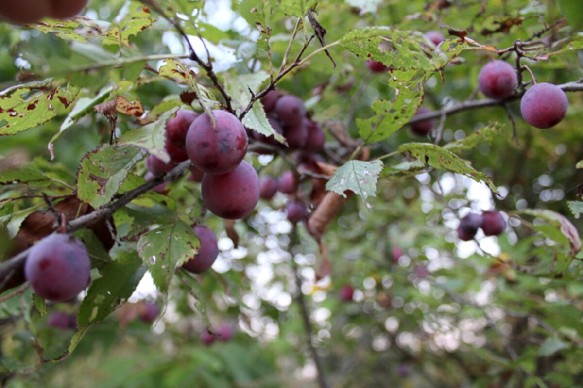 Wild Plums in Central Vermont in Late September