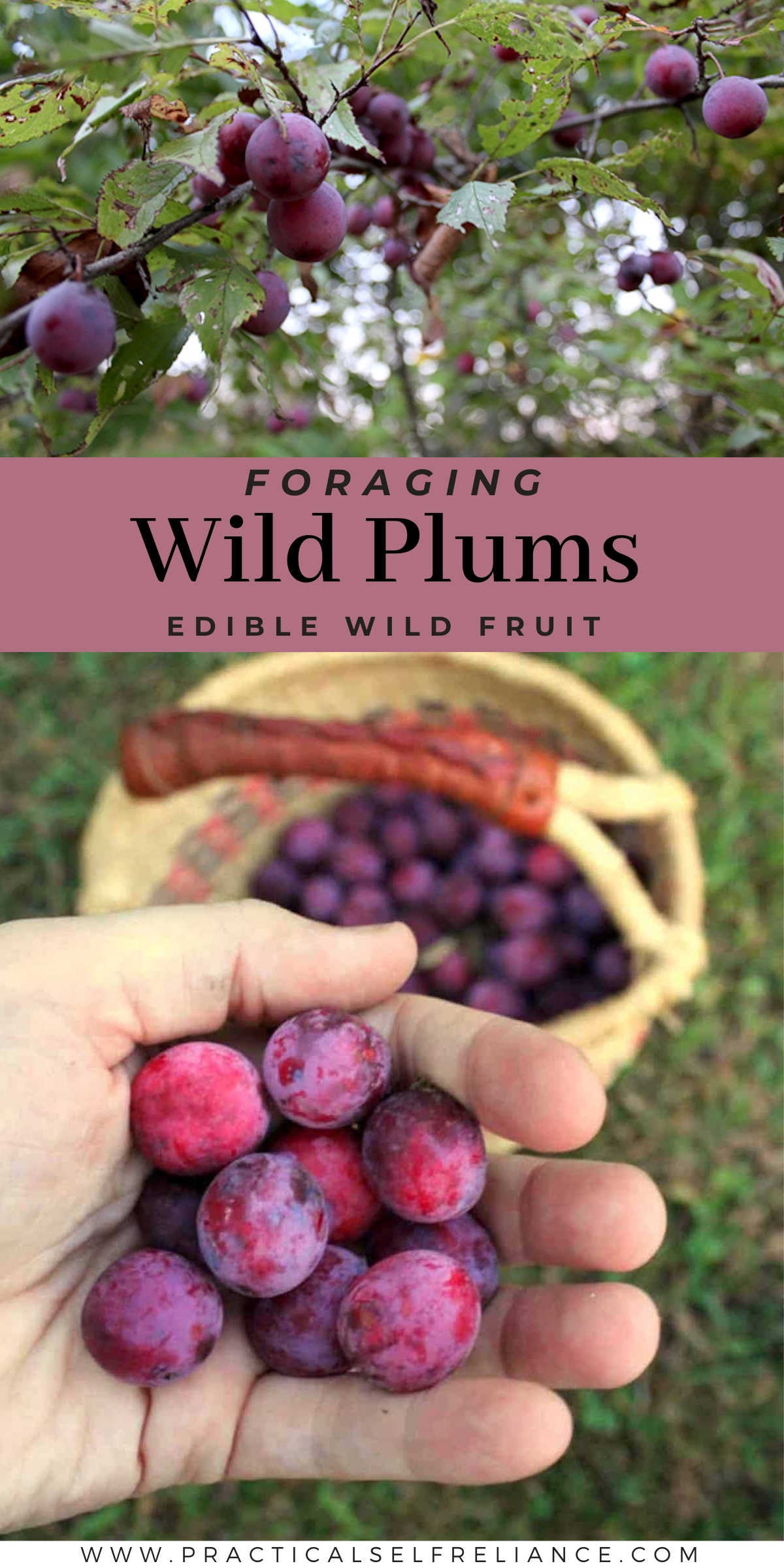 Foraging Wild Plums
