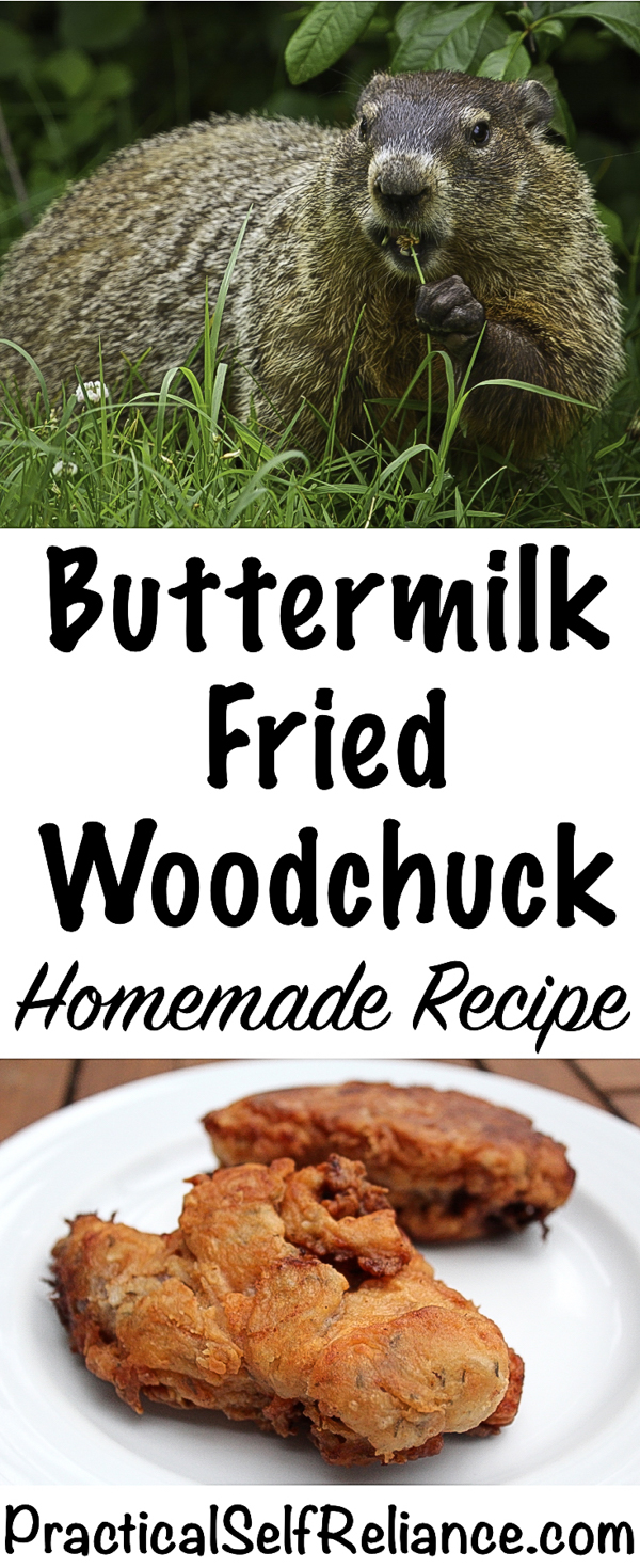 Buttermilk Fried Woodchuck (Groundhog) - Homemade Recipe #woodchuck #groundhog #recipes #friedchicken #friedfood #recipe #howtocook #wildgame #hunting #survivalist #prepper #homesteading
