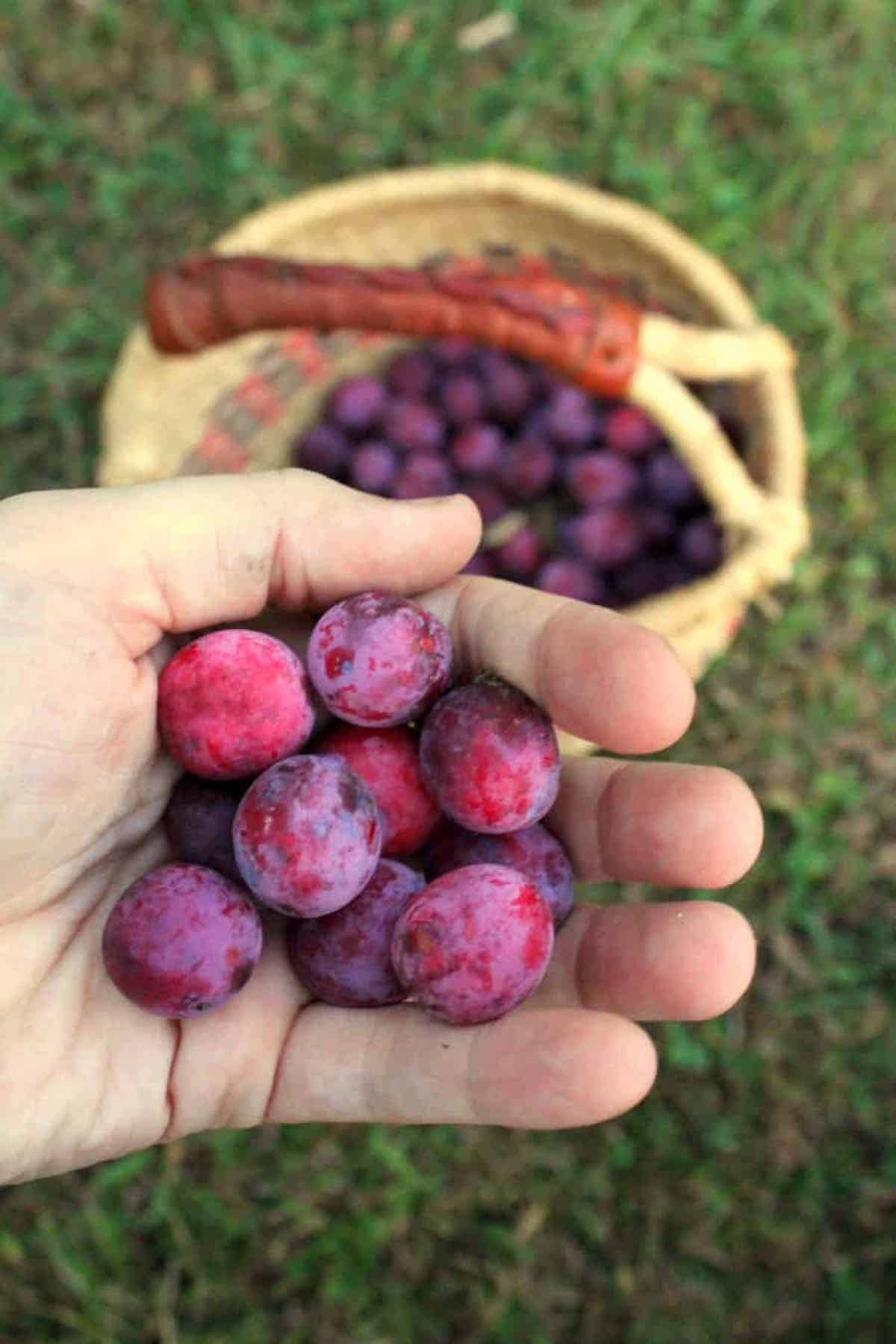 Harvesting Wild Plums