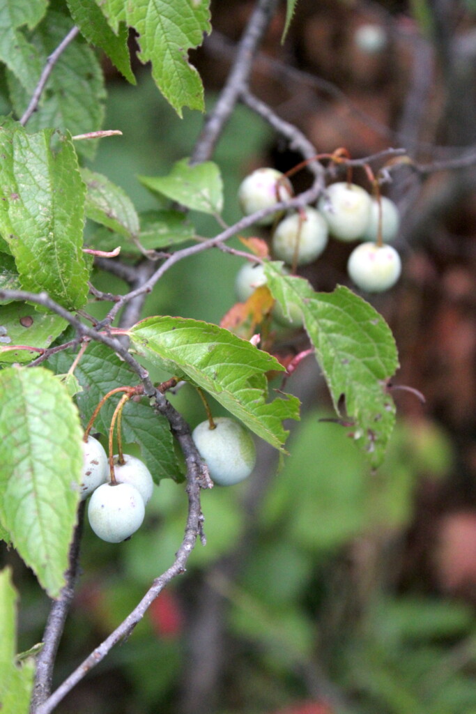 Unripe Wild Plum Fruit