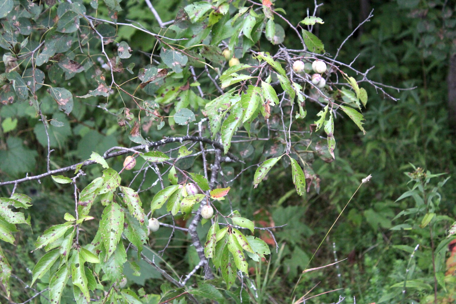 Wild Plum Branches