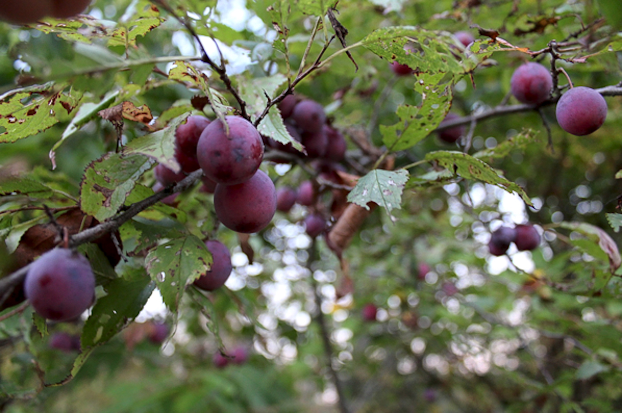 Wild Plum Fruit