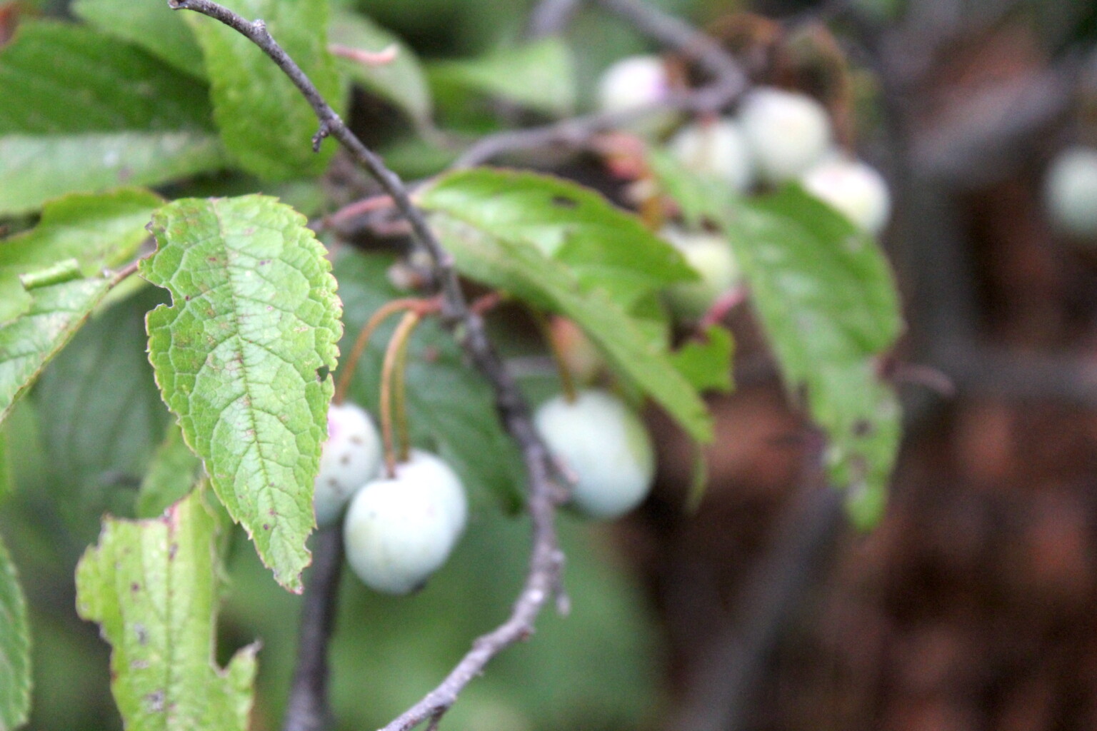 Wild Plum Leaves