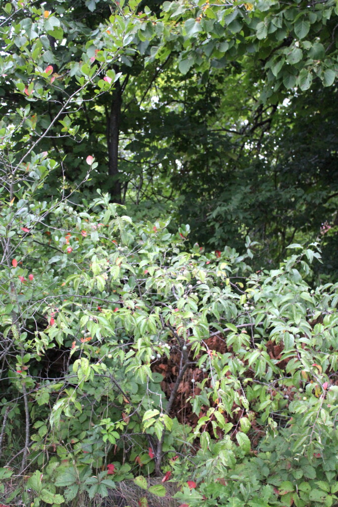 Wild Plum Trees