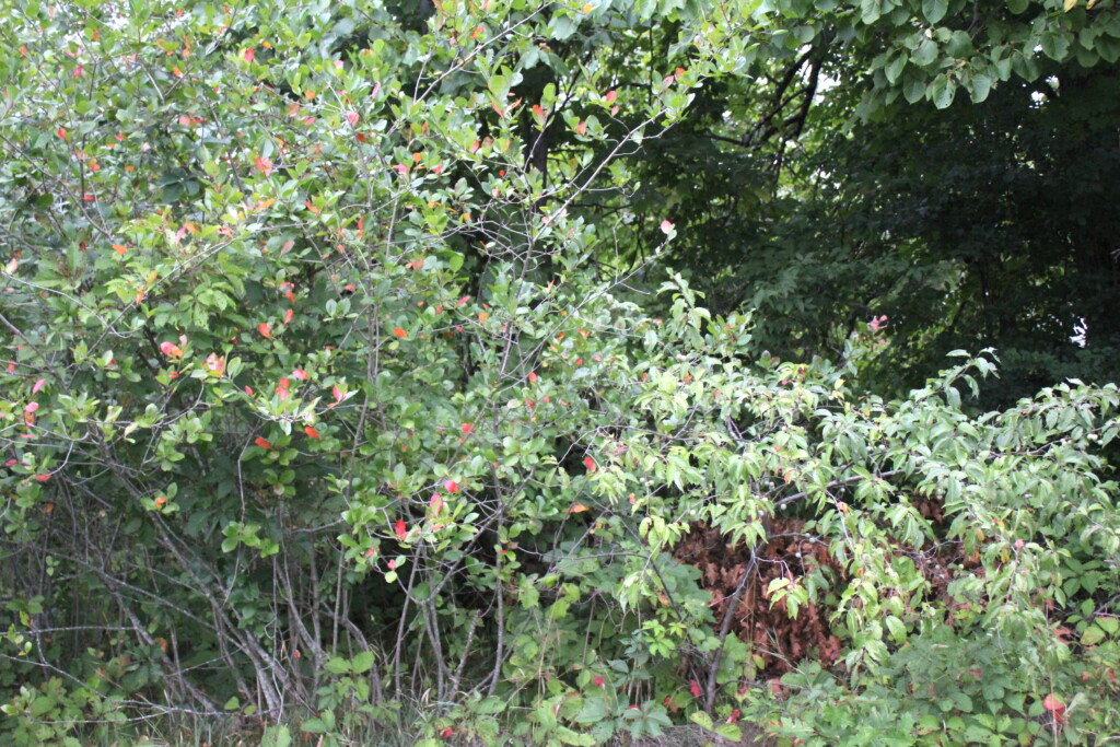 Wild Plum Thicket