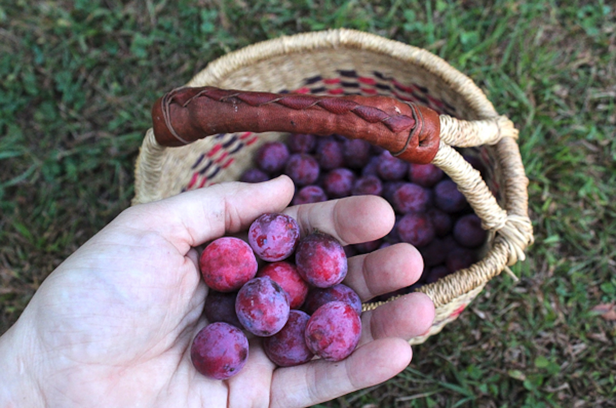 Wild Plums