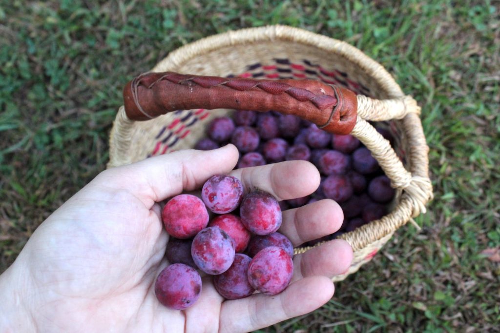 Foraged Wild Plums found in Vermont