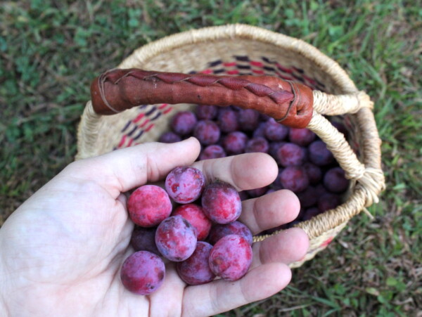 Foraged Wild Plums