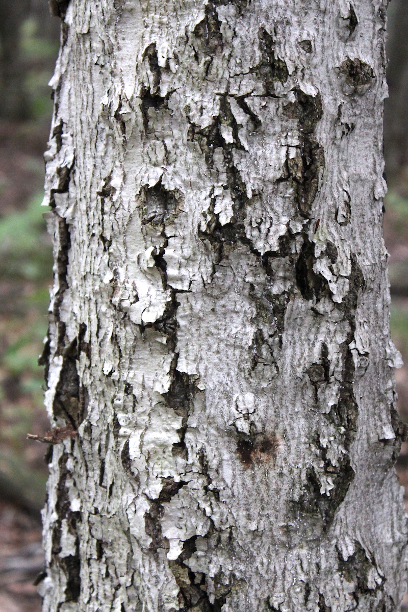 Foraging Beech Nuts