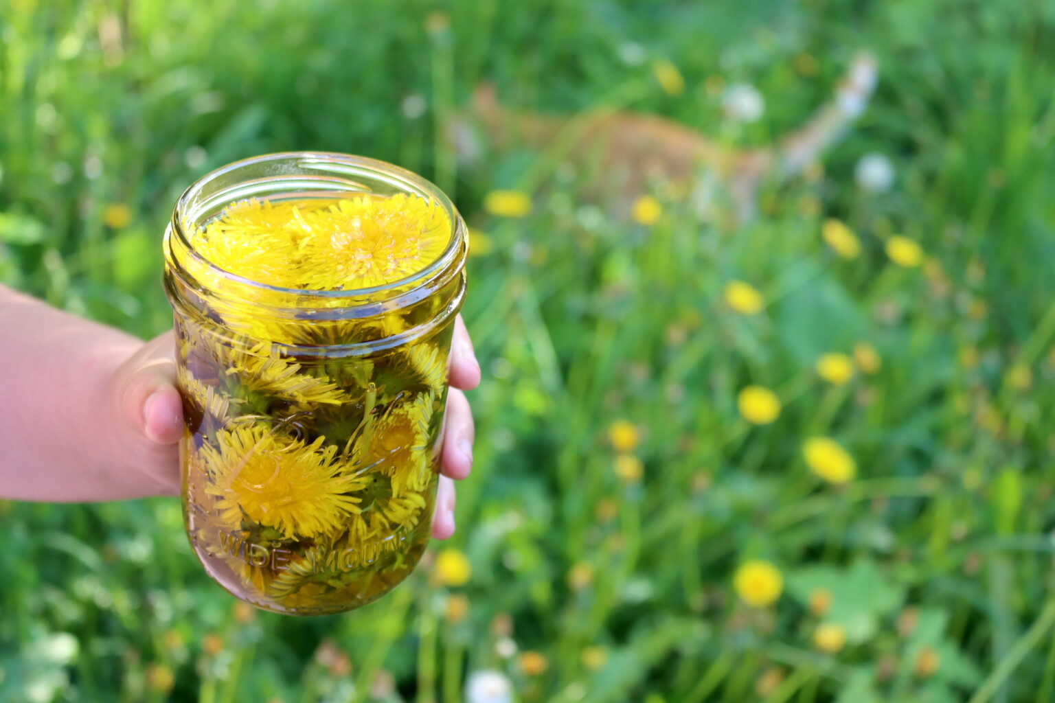 Making a Herbal Infused Oil