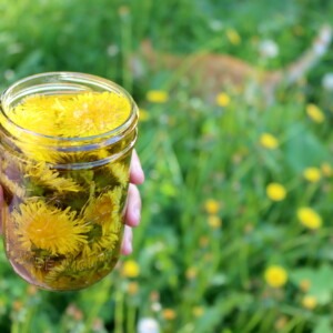 Making a Herbal Infused Oil
