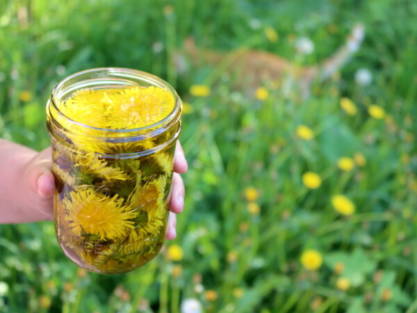 Making a Herbal Infused Oil