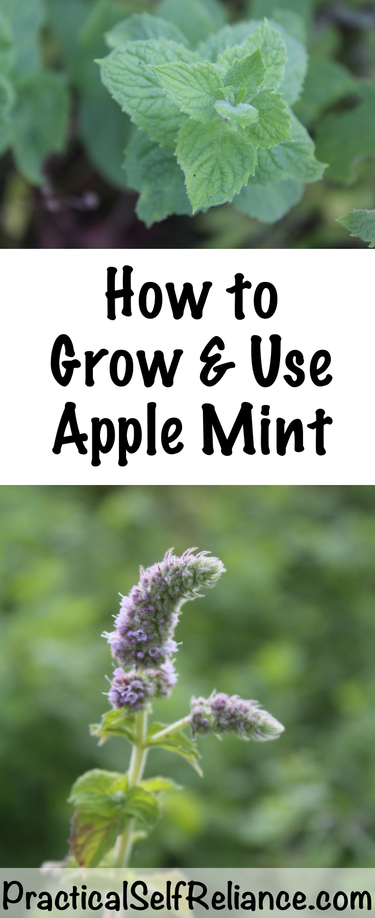 How to Grow and Use Apple Mint