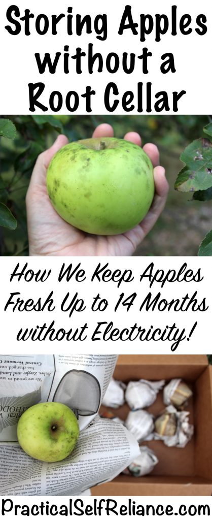 Keep Apples Fresh for Over a Year (without a root cellar) — Practical Self Reliance #foodstorage #preservingfood #foodpreservation #homestead #homesteading #selfsufficiency #selfreliant #preparedness #apples