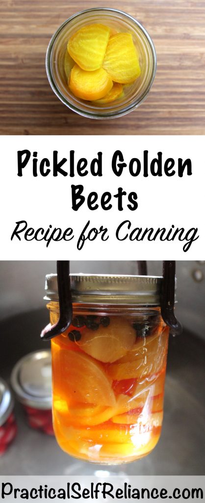 Pickled Golden Beets - Recipe for Canning #beetsrecipe #beetrecipe #pickledbeets #canning #foodpreservation #preservingfood #homestead #selfreliant #selfsufficiency #homesteading