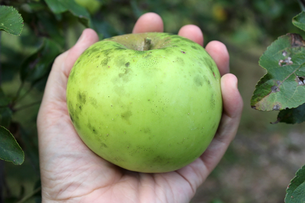 Newton Pippin apple